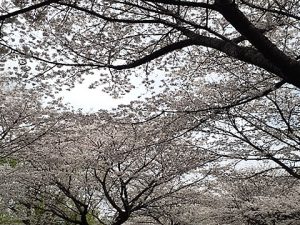 年間イベント／障がい者グループホーム運営