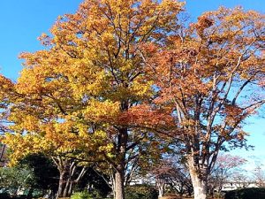 年間イベント／障がい者グループホーム運営